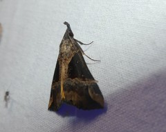 Dichromia quinqualis