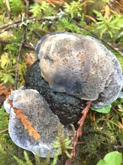 Hydnellum fuscoindicum