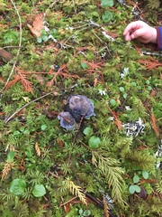 Hydnellum fuscoindicum