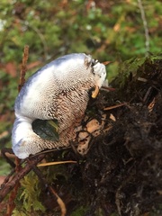 Hydnellum fuscoindicum