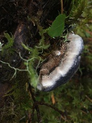 Hydnellum fuscoindicum