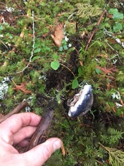 Hydnellum fuscoindicum