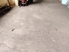 Paradoxurus hermaphroditus