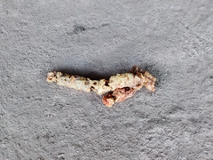 Paradoxurus hermaphroditus