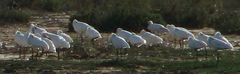 Platalea