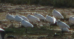 Platalea