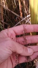 Epilobium leptophyllum