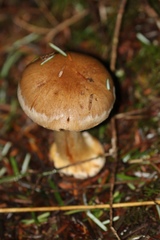 Cortinarius talus