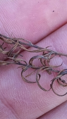 Epilobium leptophyllum