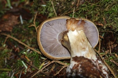 Cortinarius talus