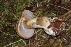 Cortinarius talus