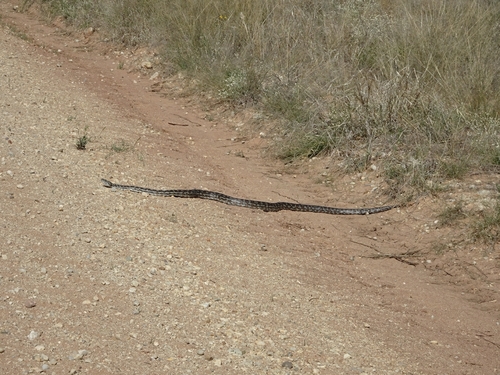 Inland Carpet Python sighting
