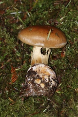 Cortinarius talus