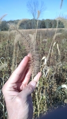 Setaria italica