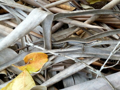 Trachylepis gravenhorstii