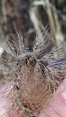Setaria italica