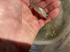 Hesperoleucus venustus subditus