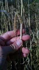 Setaria italica