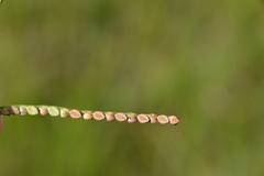 Paspalum praecox