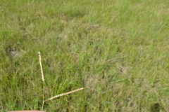 Paspalum praecox