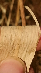 Setaria italica