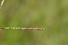 Paspalum praecox