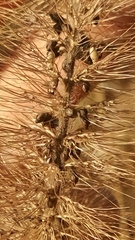 Setaria italica