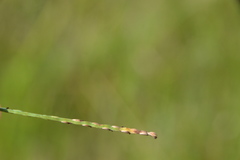 Paspalum praecox