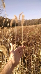 Setaria italica