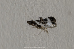 Paracymoriza semifascialis