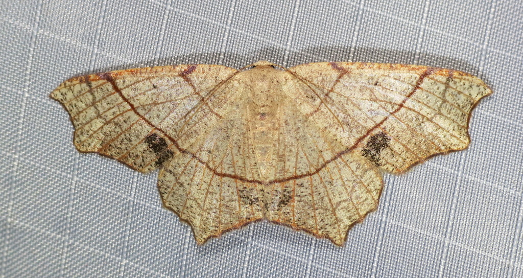 Oak Besma Moth