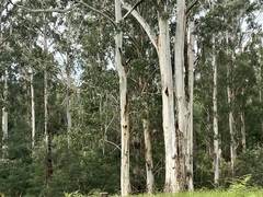 Eucalyptus cypellocarpa