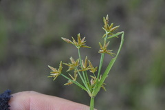 Cyperus haspan