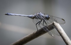 Orthetrum boumiera