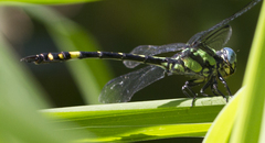 Megalogomphus ceylonicus