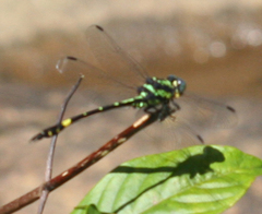 Megalogomphus ceylonicus