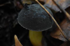 Xerocomellus diffractus