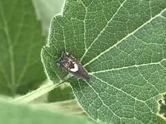 Grapholita fana
