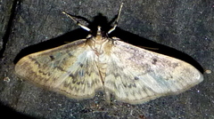 Herpetogramma fluctuosalis