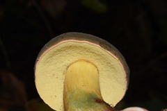 Xerocomellus diffractus