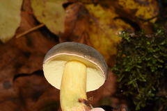 Xerocomellus diffractus