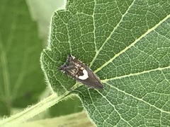 Grapholita fana