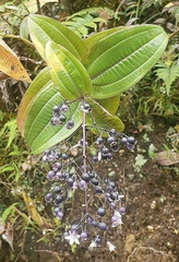 Miconia asclepiadea