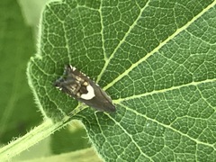 Grapholita fana