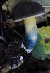 Xerocomellus diffractus