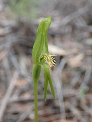 Pterostylis tasmanica