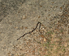 Micrurus tener tener