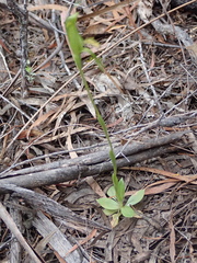 Pterostylis tasmanica