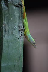 Anolis peynadoi