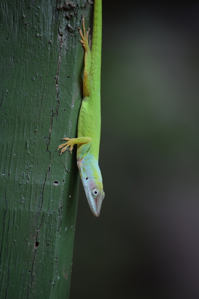 Hispaniolan Green Anole